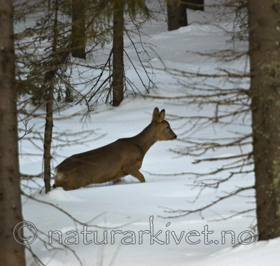 BB 06 0115 / Capreolus capreolus / Rådyr